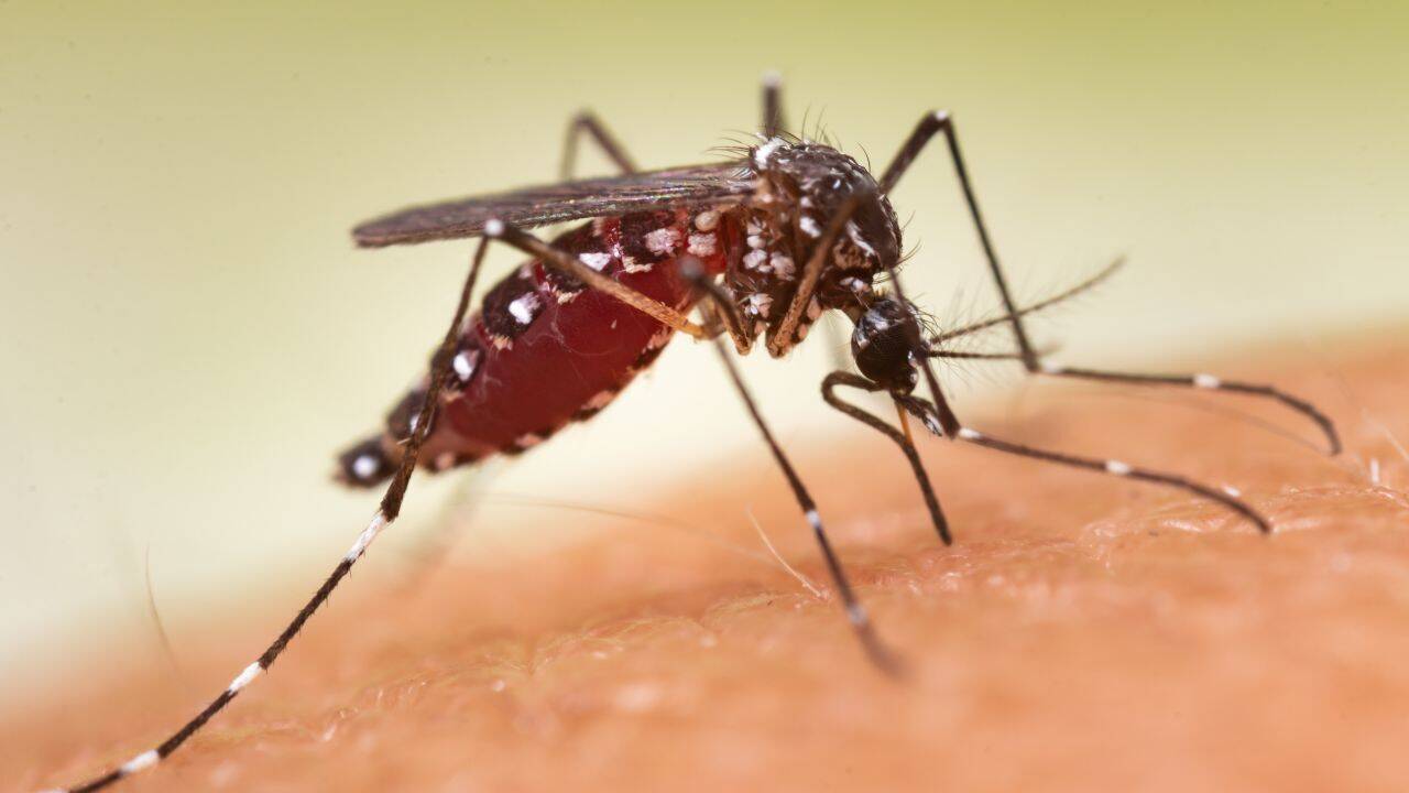 Affluent US communities funded mosquito spraying: By 2023, the bugs developed resistance in 84% of tested areas and revealed their new abilities.