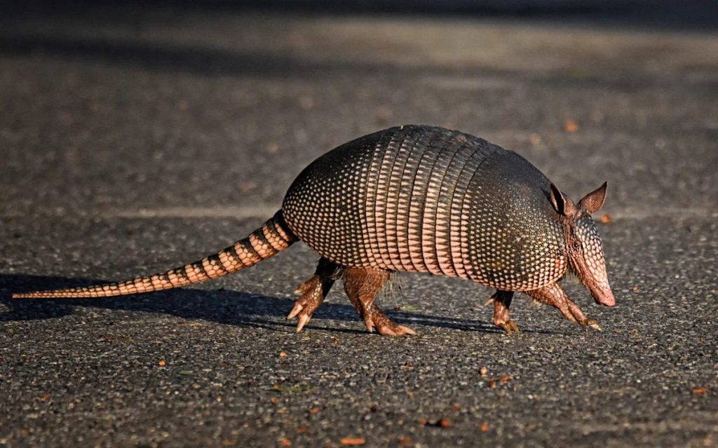 An ancient disease, dating back 4,000 years, is increasing in this state because of armadillos.