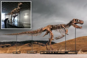 Anonymous buyer acquires ‘Gus’ the T. rex for a historic $50 million