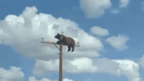 Bear in New Mexico climbs utility pole and dies in viral video event
