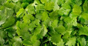 Before Thousands Fell Ill from Lettuce, a Cyclospora Outbreak Tied to Cilantro Affected New Yorkers