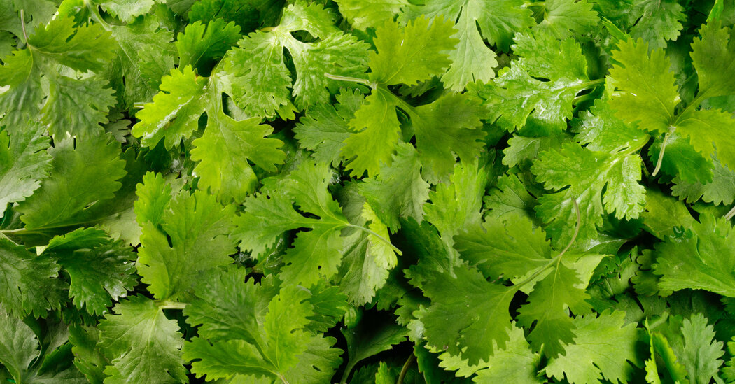 Before Thousands Fell Ill from Lettuce, a Cyclospora Outbreak Tied to Cilantro Affected New Yorkers