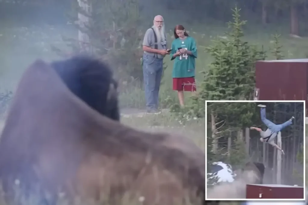 Bison from Yellowstone that threw a tourist 8 feet into the air will not be put down.
