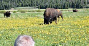 Bison Launches Man into the Air at Yellowstone, Causing Severe Injuries