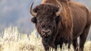 Bison tosses Yellowstone camper into the air during a campground assault captured on video