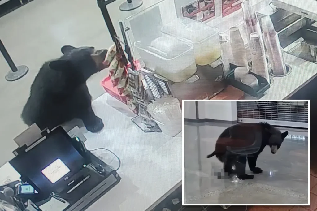 Black bear enters Alaskan mall, eats a peach and poops on the floor before departing: video