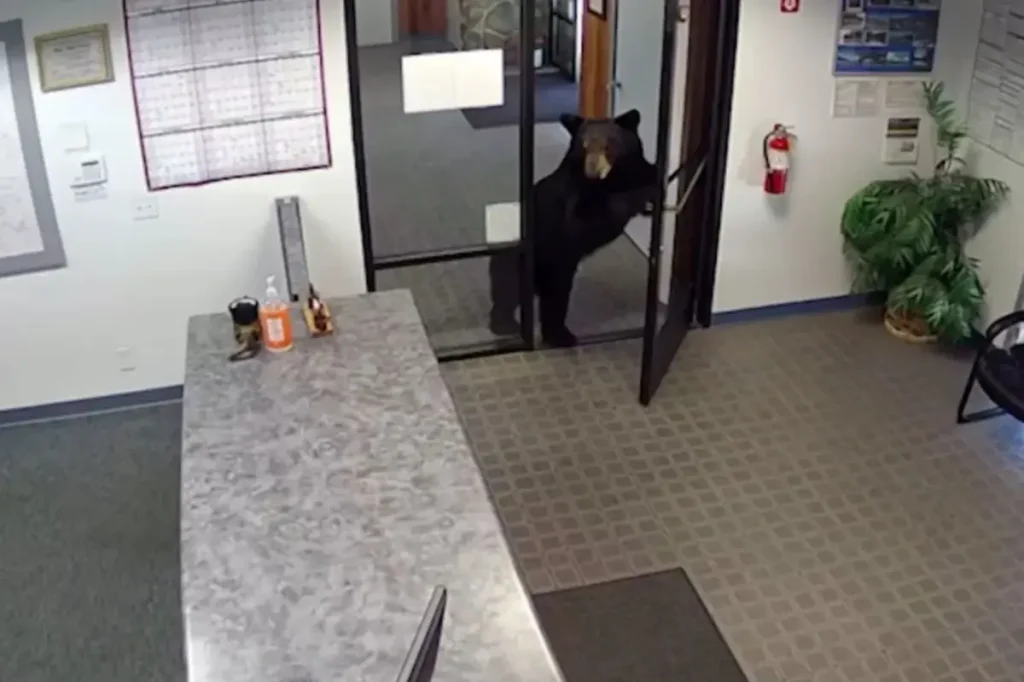 Black bear filmed entering California water district office after opening the front door