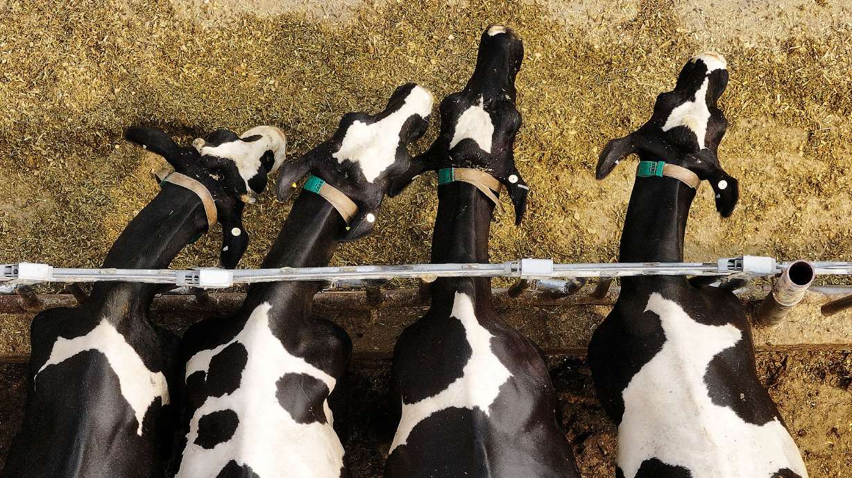 Box Elder County issues emergency declaration due to significant decline in milk production