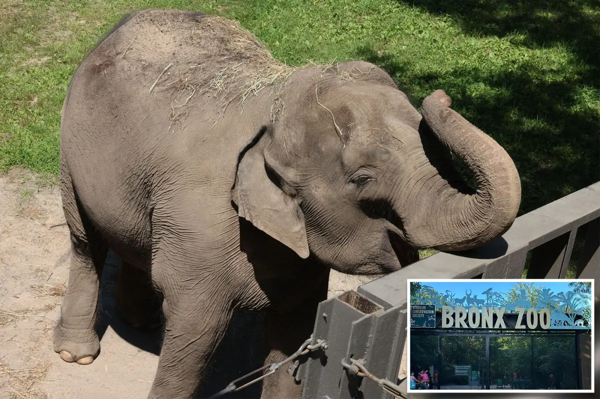 Bronx Zoo could relocate its last elephant 'Patty' to a sanctuary in Tennessee, according to a report.