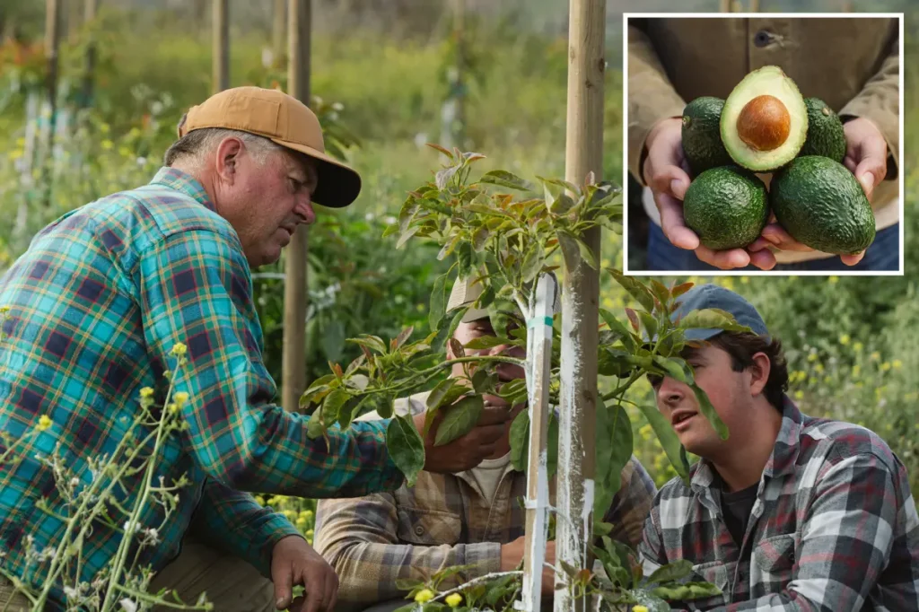 California avocado growers raise urgent concerns as competition from Mexico increases.