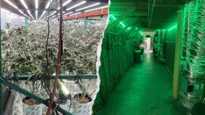 California confiscates $104 million in illegal cannabis during crime operation.
