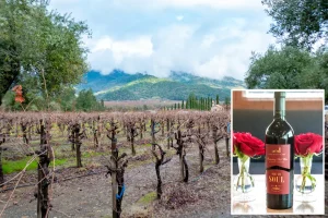 California teams up with Canada to protect the wine industry