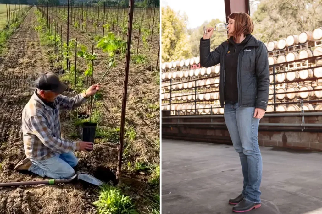 California's troubled wine industry plans significant changes that could transform its future