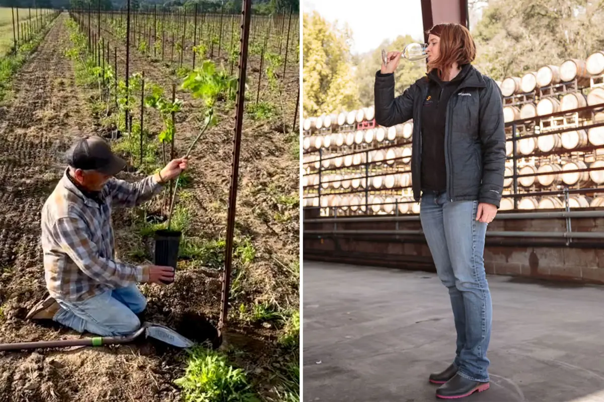 California's troubled wine industry plans significant changes that could transform its future