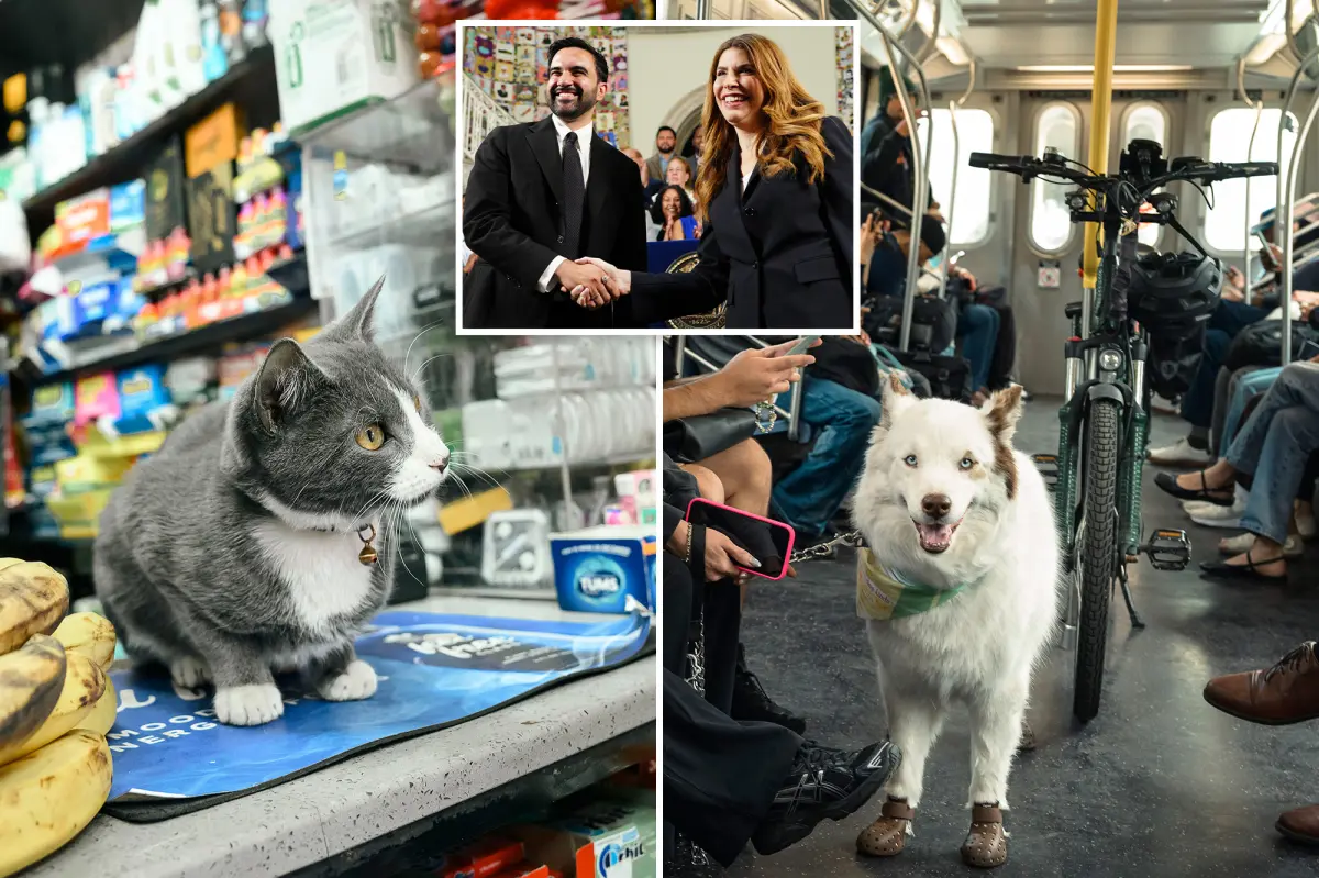 City budget allocates $1.5 million for pet services, including a new food pantry for animals