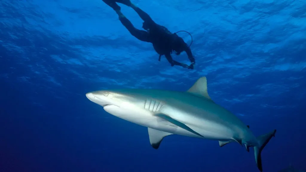 Content creator who filmed himself being bitten by a shark while spearfishing is fortunate to still have his leg