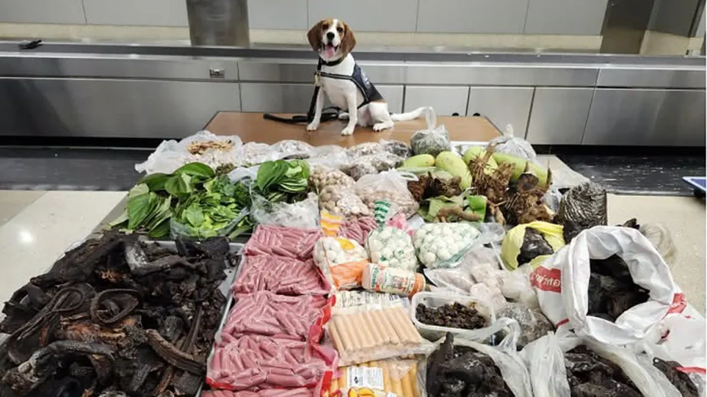 Customs dog discovers 100 pounds of meat and wildlife items from Thailand