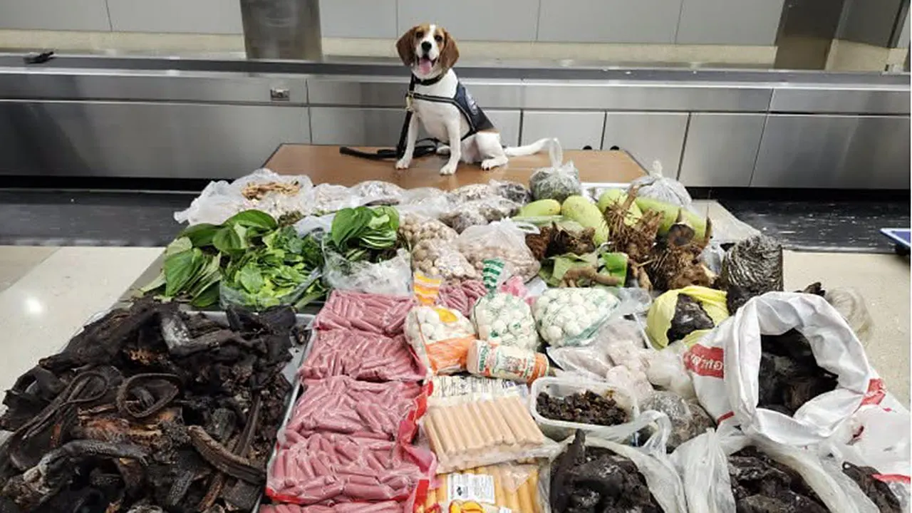 Customs dog discovers 100 pounds of meat and wildlife items from Thailand