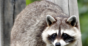 Deformed Raccoon in Seattle Neighborhood Becomes a Legend: 'Similar to Bigfoot'