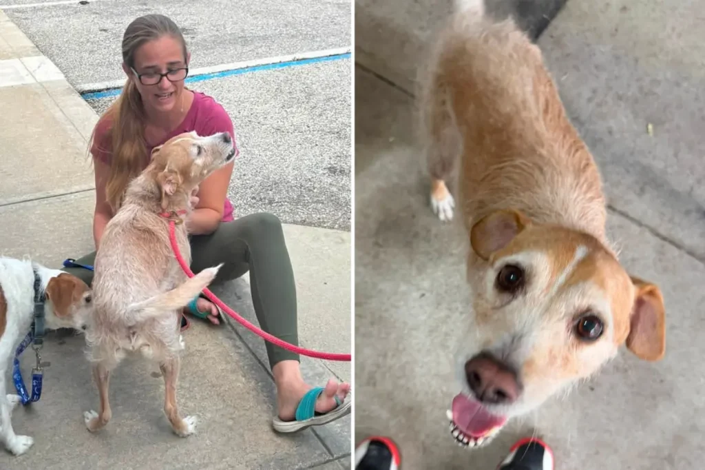 Dog lost for 5 years found and returned to owner after traveling over 600 miles