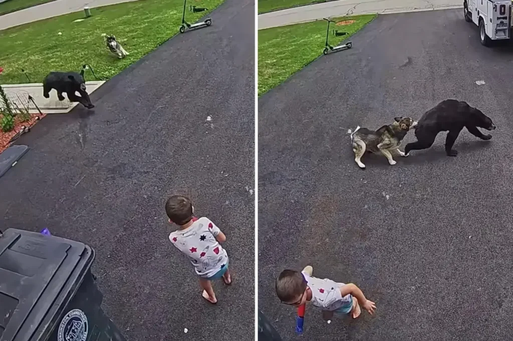 Dog protects 6-year-old boy from bear attack in Connecticut: video