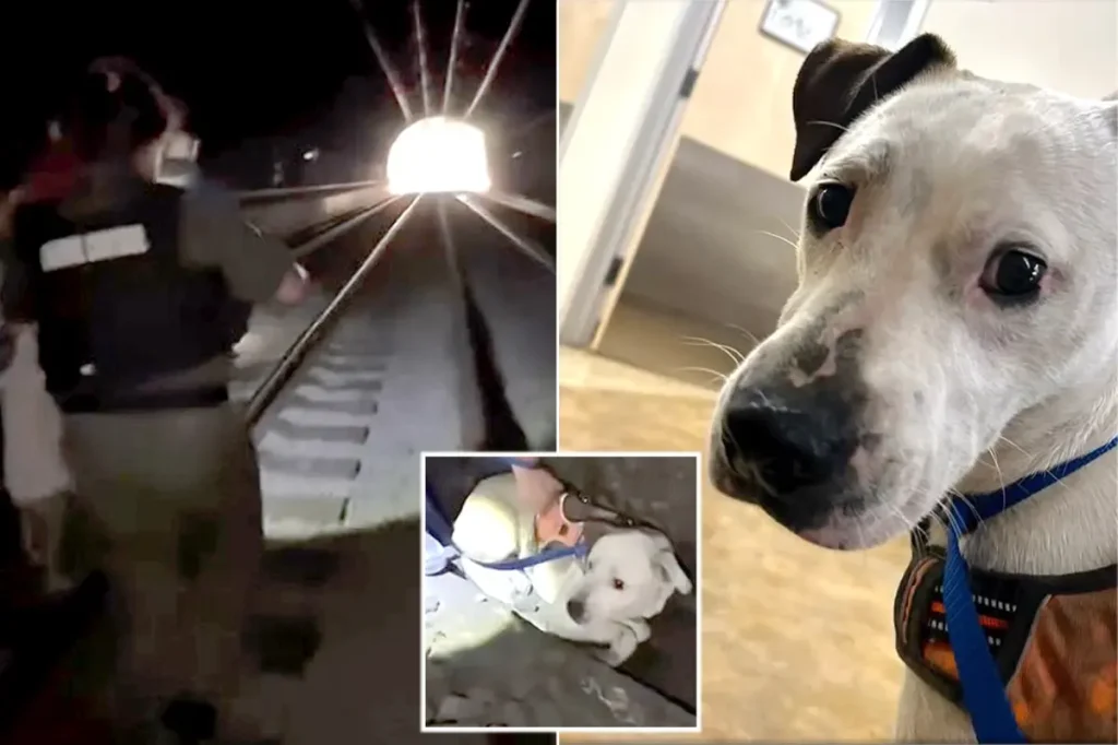 Dog rescued after being trapped in a San Francisco Caltrain tunnel for two days