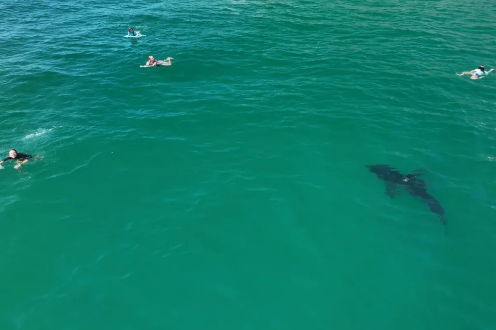 Drone footage captures a great white shark circling around young swimmers in Southern California.