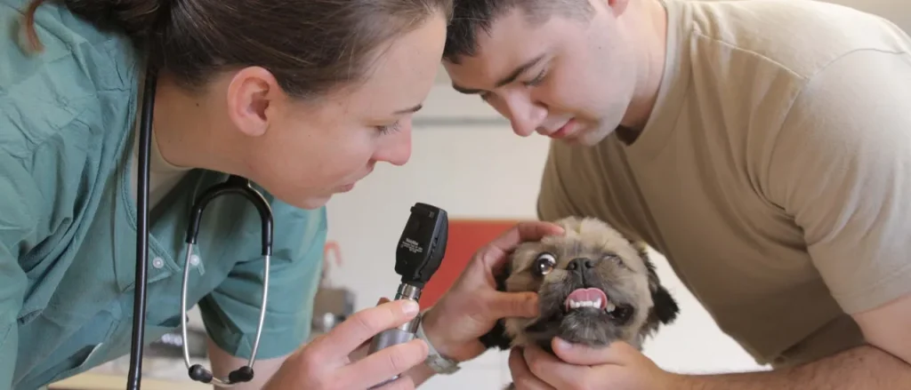 Family Pets Are Underrated Casualties of the Cost of Living Crisis