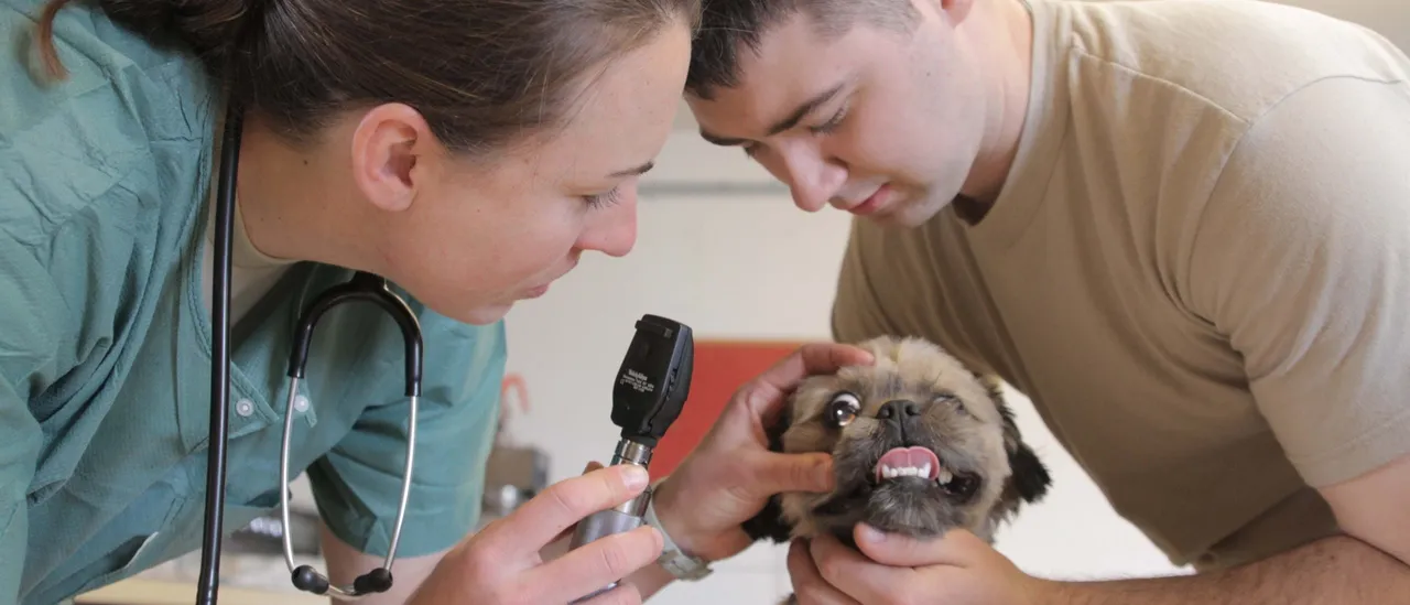 Family Pets Are Underrated Casualties of the Cost of Living Crisis