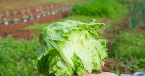 FDA States Taylor Farms Lettuce is Not Responsible for Diarrhea Outbreak Due to 'False Positive' Test Results