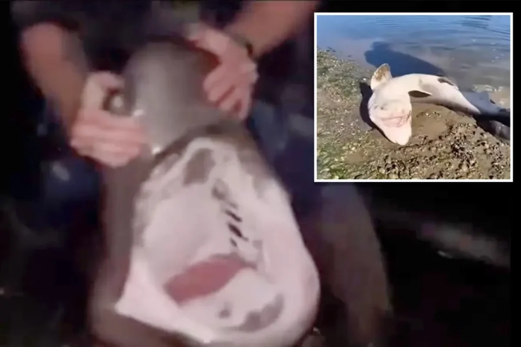Fisherman charged with unlawfully catching sharks and 'wrestling' them in strange videos he posted online.