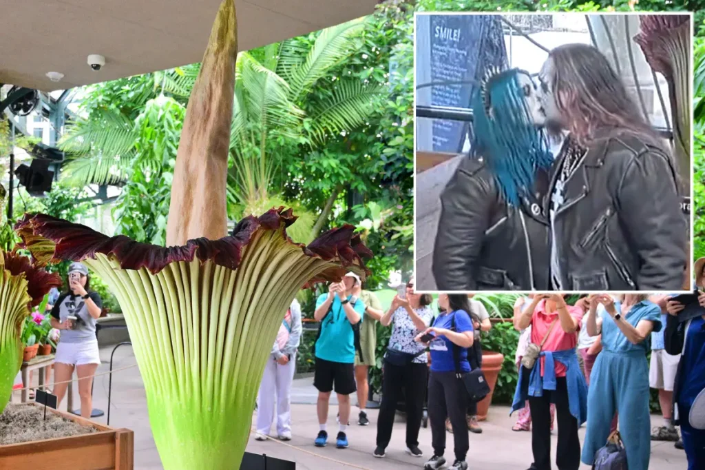 Gothic marriage proposal during bloom of corpse flower in Huntington