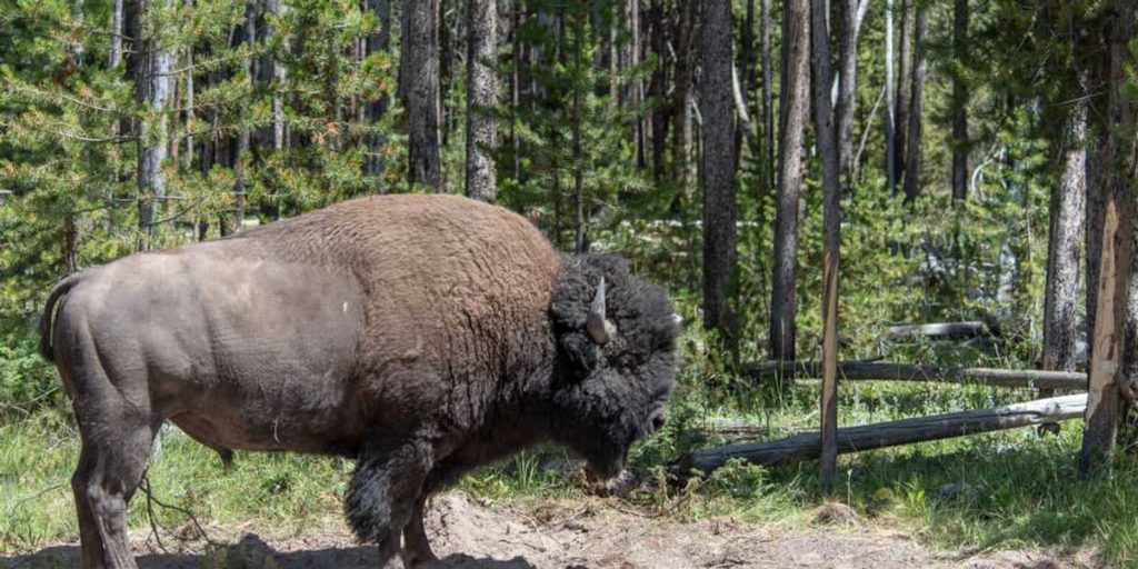Grandfather fiercely attacked by bison in viral video shares the quick choice that 'saved his grandson's life'