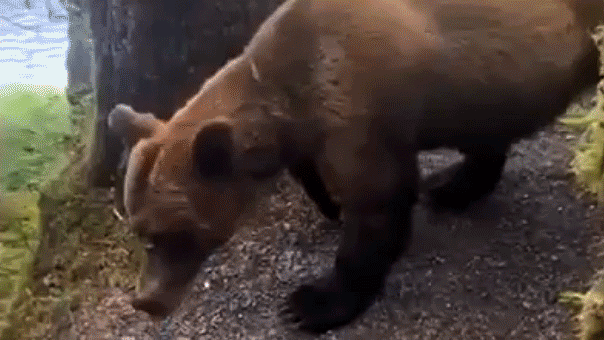 Grizzly bear corners hikers on trail in frightening experience