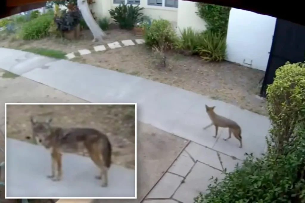 Harrowing video captures a group of coyotes preying on pets in Los Angeles neighborhoods