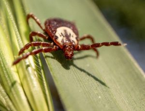 Important facts about the spread of ticks to new areas and the risks they pose