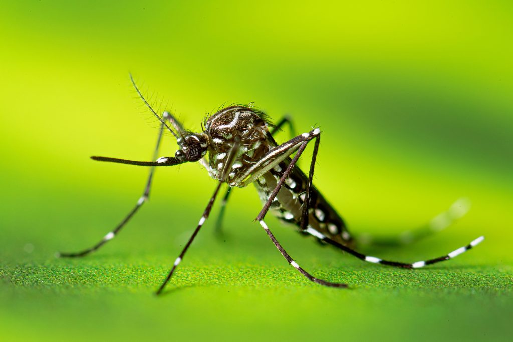 Invasive 'yellow fever' mosquito discovered in a new area of the Bay Area