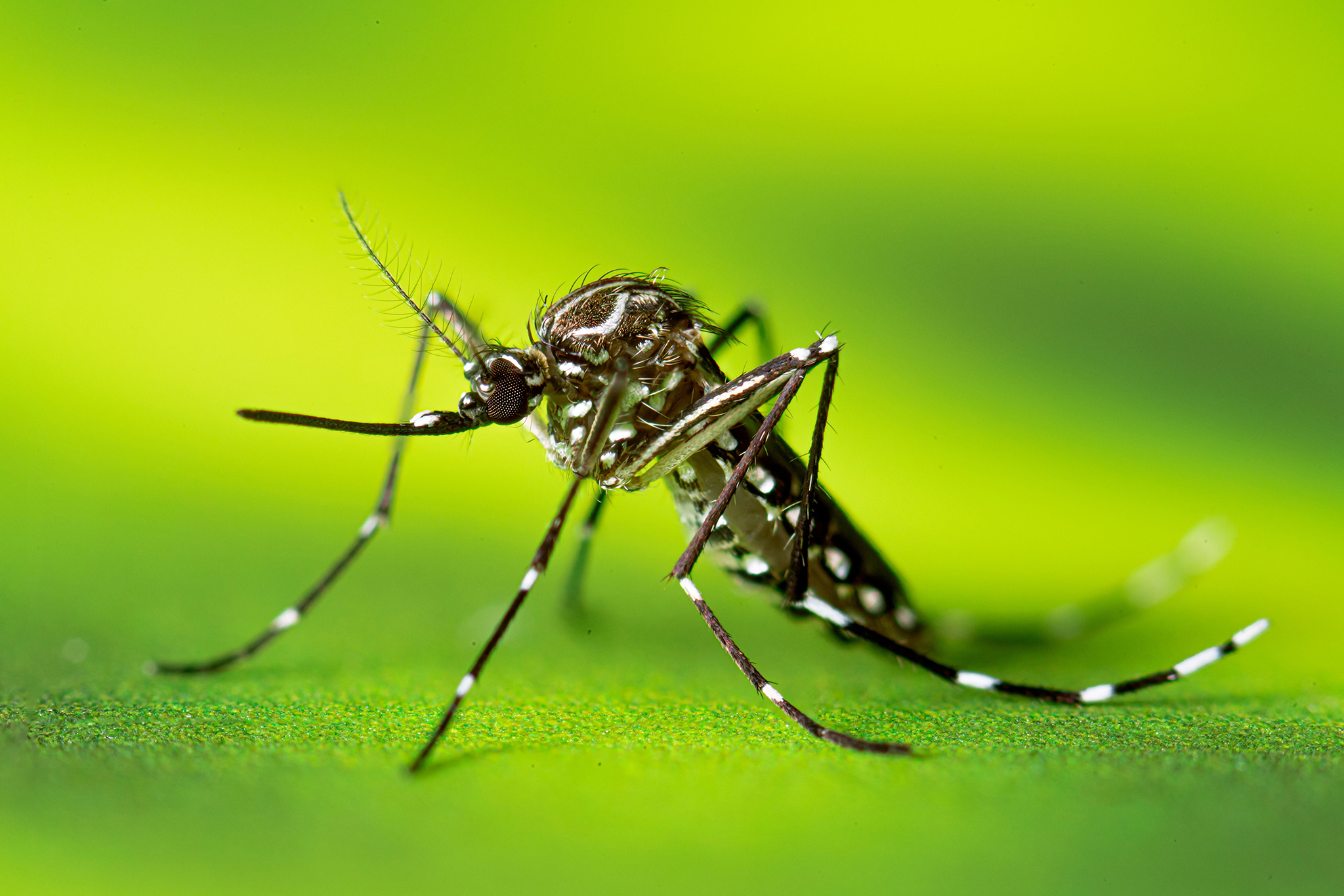 Invasive 'yellow fever' mosquito discovered in a new area of the Bay Area
