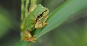 Japanese Researchers Discover Frog Bacteria That Eliminates Cancer Tumors With One Dose