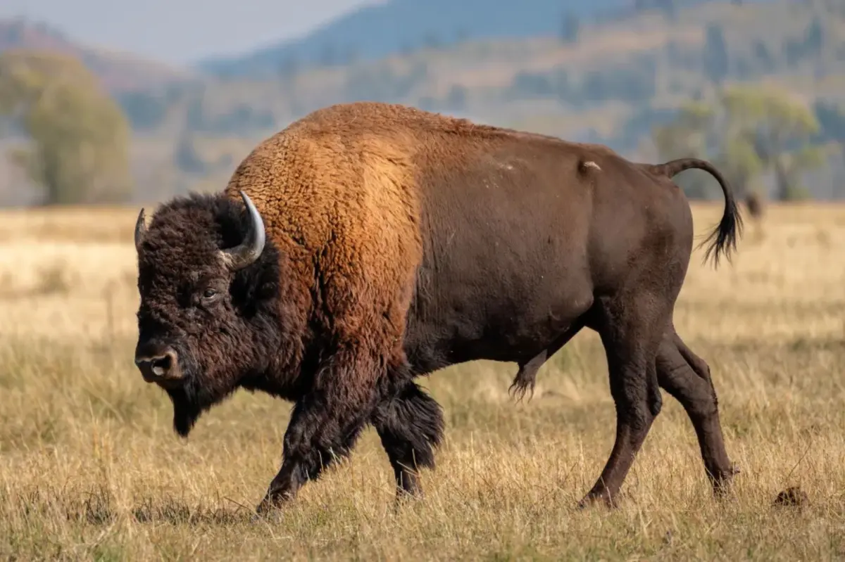 Large bison throws Yellowstone visitor into the air in surprising incident