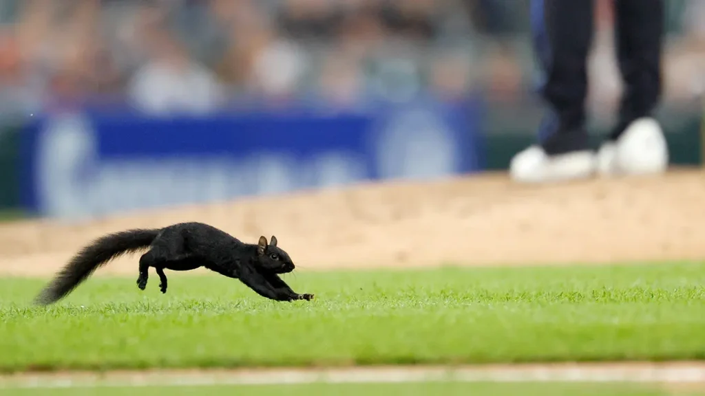 Leody Taveras of the Orioles attempts to catch a squirrel at Comerica Park