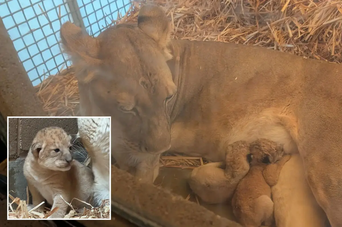 Lion at Fresno Chaffee Zoo welcomes two cubs on July 4th