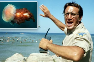 Lion's mane jellyfish appear in New England