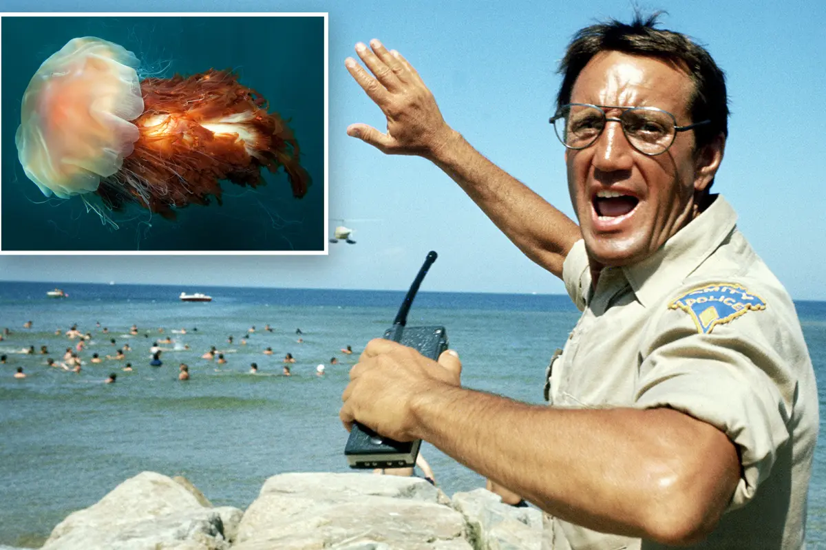 Lion's mane jellyfish appear in New England