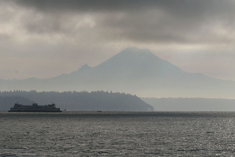 Man charged with illegally 'wrestling' and disturbing protected sharks in Puget Sound