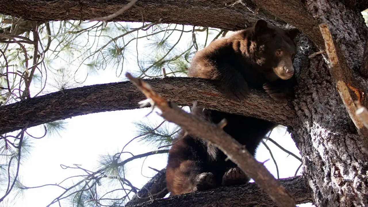 Man confronted by charging black bear at Lake Tahoe residence, bear spray successfully wards it off