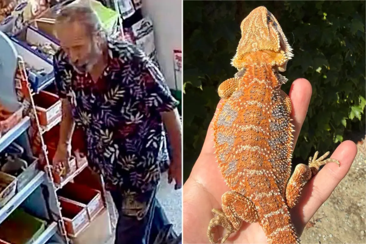 Man with a beard filmed taking a foot-long bearded dragon from a California pet store
