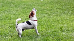 Many are wondering: How soon is it appropriate to adopt a new dog after losing your beloved pet?