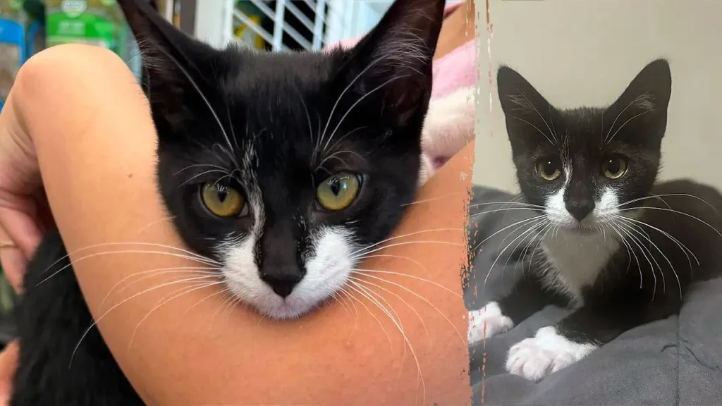 Maryland man accused of stealing kitten to aid in bank robbery