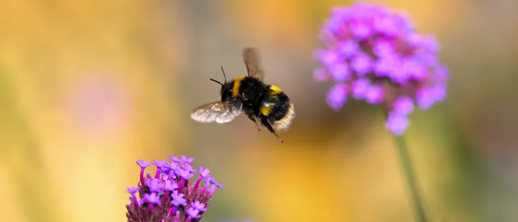 Minecraft Marks Pride Festival by Allowing You to Make Bees Gay